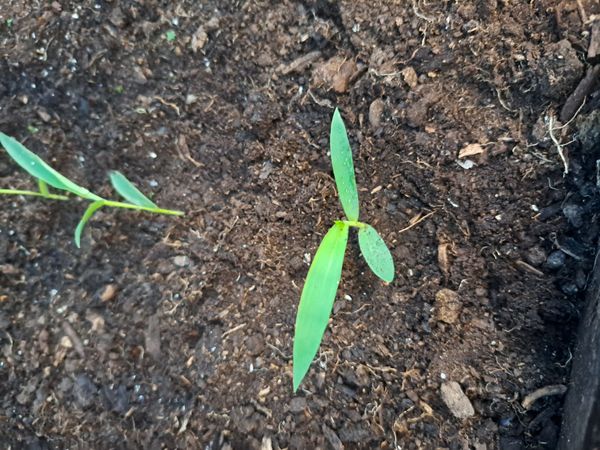 Identificação da planta Capim-colchão por foto