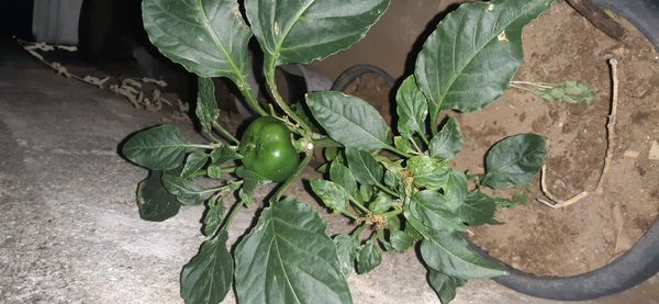 Identificação da planta Pimenta por foto