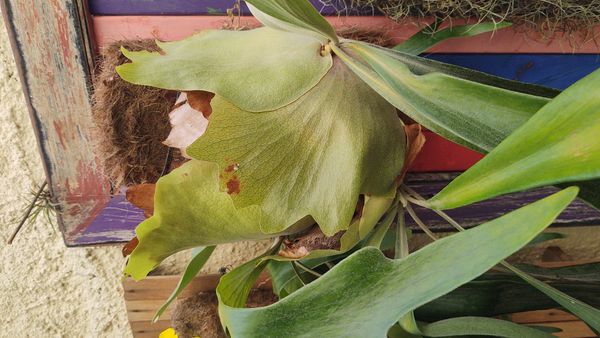 Identificação da planta Samambaia-de-chifre por foto