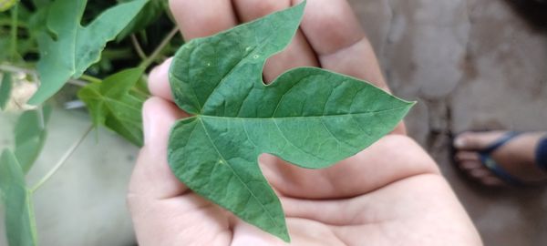 Identificação da planta Mamão por foto