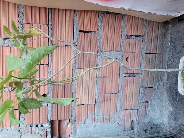 Identificação da planta Jurubeba por foto
