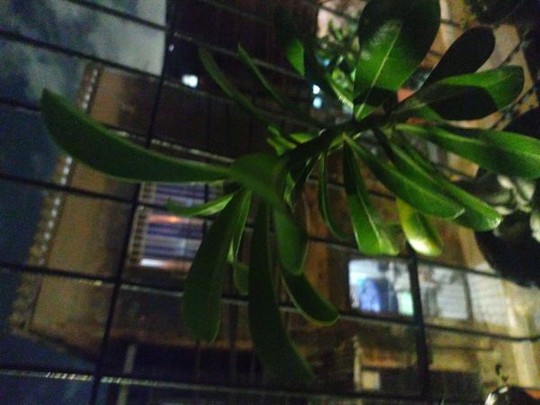 Identificação da planta Rosa do deserto por foto