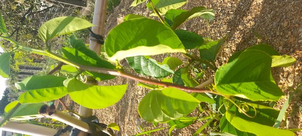Identificação da planta Maracujá-Doce por foto