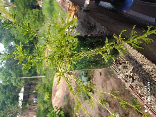 Identificação da planta Samambaiaçu por foto