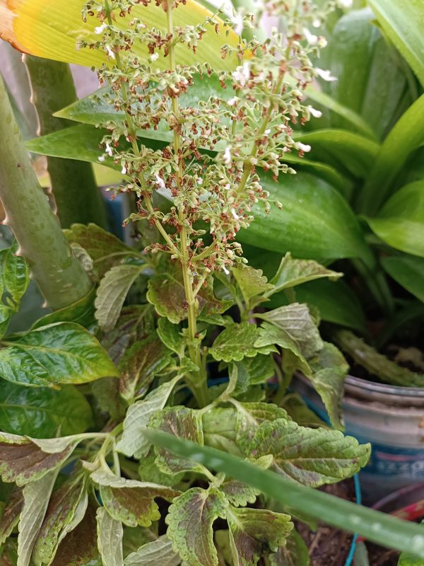 Identificação da planta Alfavaca-de-cobra por foto