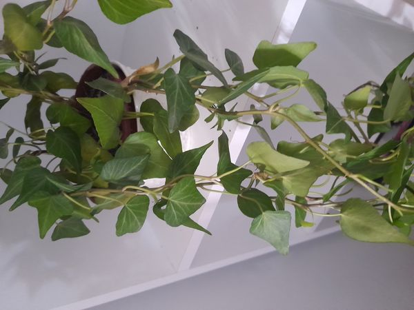 Identificação da planta Hera-do-cabo por foto