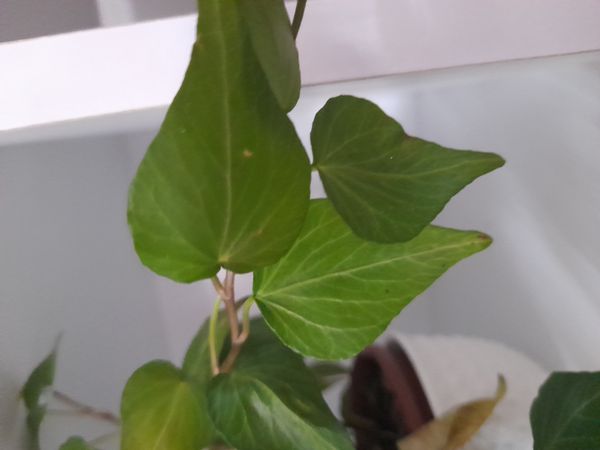 Identificação da planta Hera-do-cabo por foto