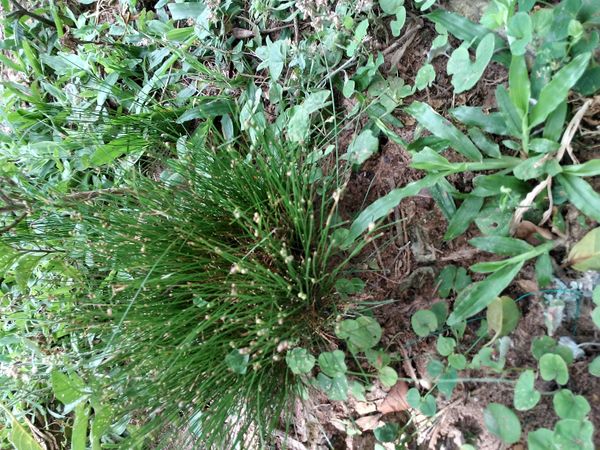 Identificação da planta Junquinho por foto