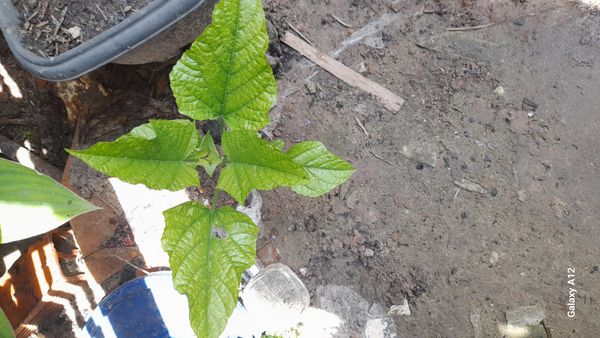 Identificação da planta Gmelina por foto
