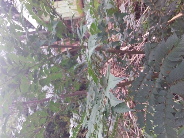 Identificação da planta Ipê-de-jardim por foto