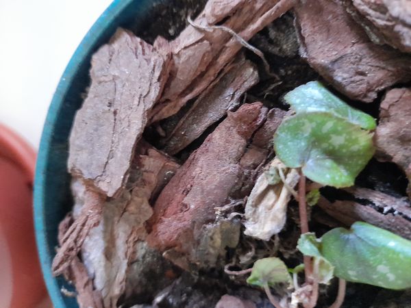 Identificação da planta Asa-de-papagaio por foto