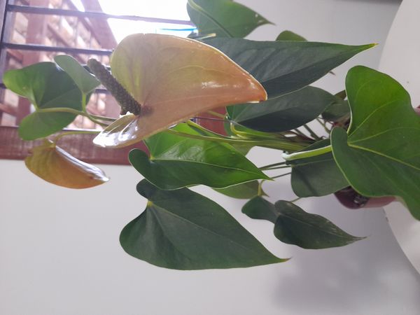 Identificação da planta Antúrio por foto