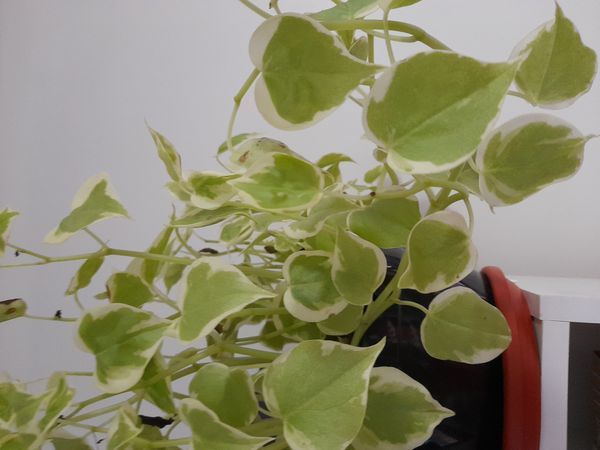 Identificação da planta Oriri por foto
