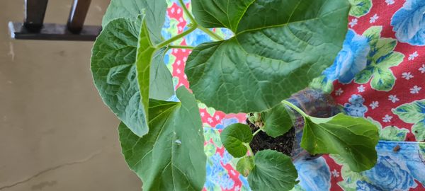 Identificação da planta Melão por foto