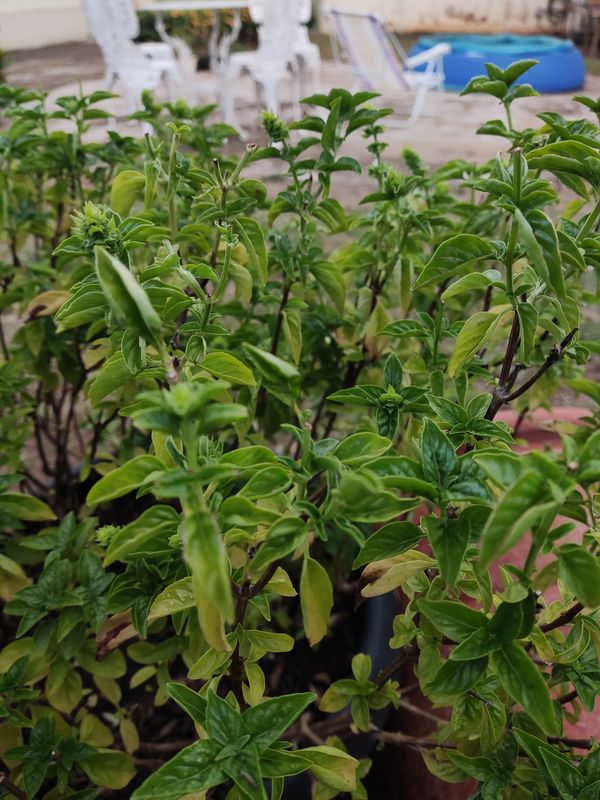 Identificação da planta Manjericão por foto