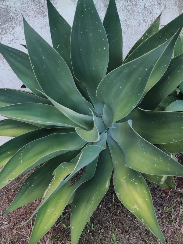 Identificação da planta Agave-dragão por foto