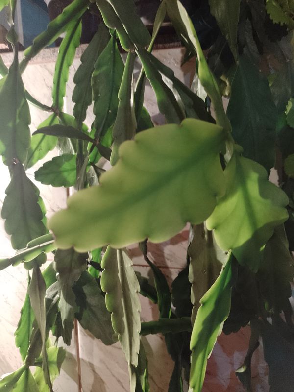 Identificação da planta Cacto-macarrão por foto