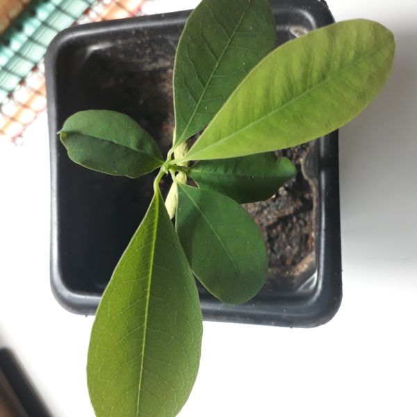 Identificação da planta Canela-branca por foto