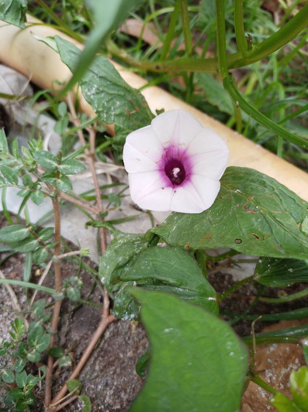 Identificação da planta Batata-doce por foto