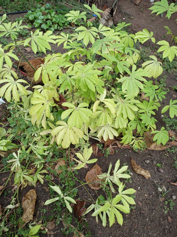 Identificação da planta Mandioca por foto