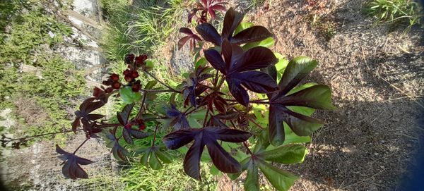 Identificação da planta Pinhão-roxo por foto
