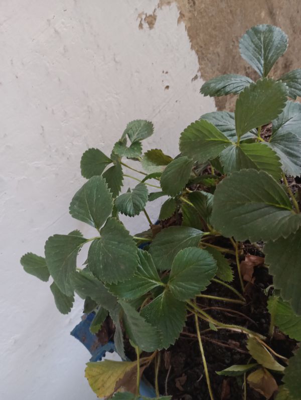 Identificação da planta morangueiro por foto