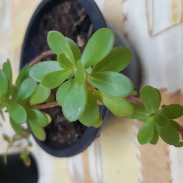 Identificação da planta Onze Horas por foto