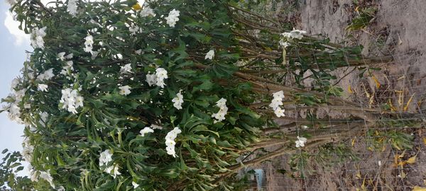 Identificação da planta Véu de noiva por foto