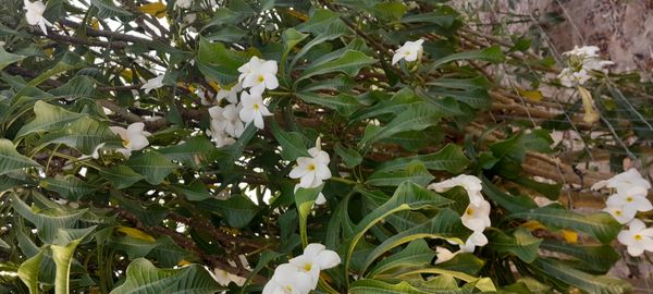 Identificação da planta Véu de noiva por foto