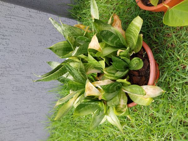 Identificação da planta Espada de São Jorge por foto