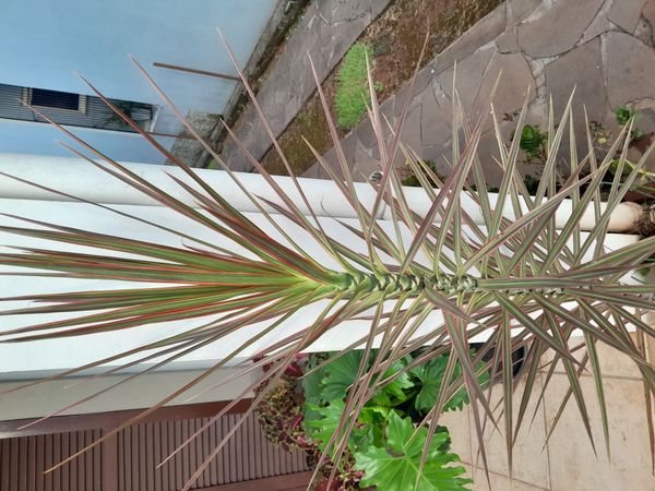 Identificação da planta Pleomele por foto