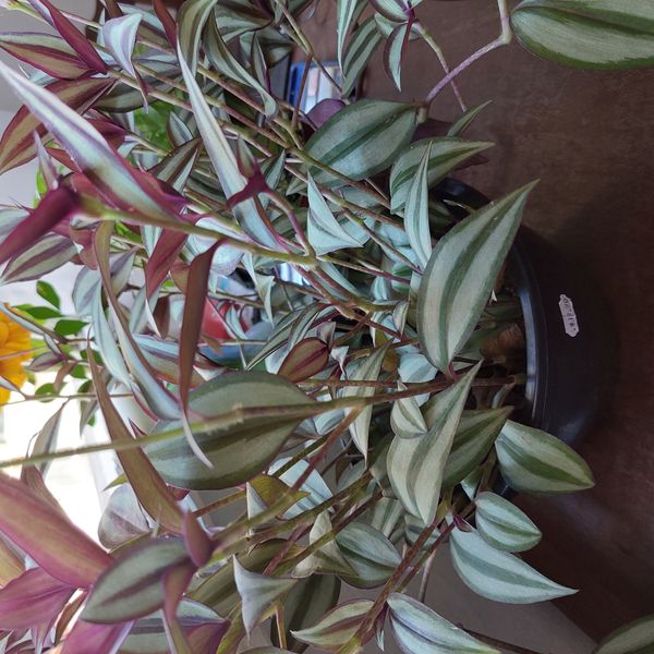 Identificação da planta Lambari por foto
