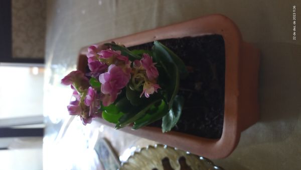 Identificação da planta Calandiva por foto