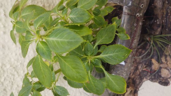 Identificação da planta Maria-sem-vergonha por foto