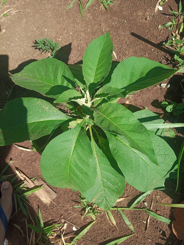 Identificação da planta Fumo-bravo por foto