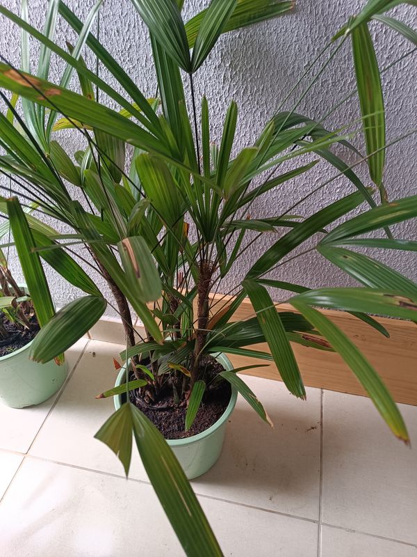 Identificação da planta Palmeira-ráfis por foto