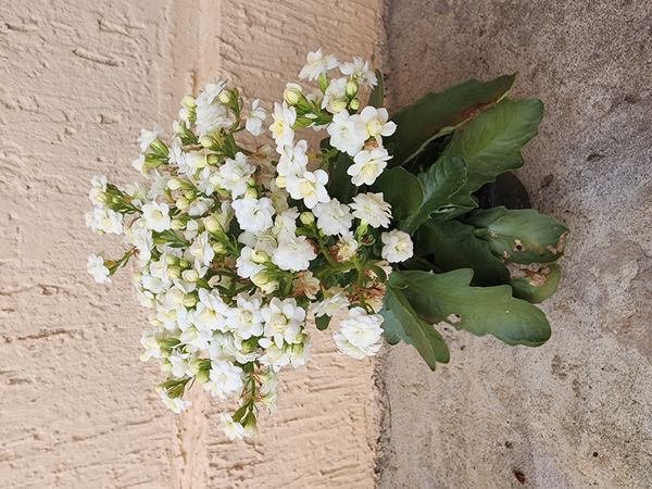 Identificação da planta Calandiva por foto