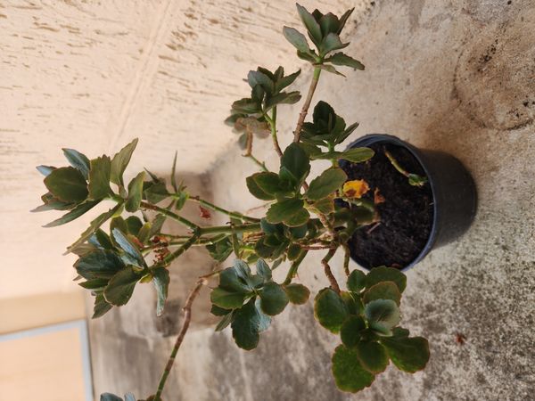 Identificação da planta Flor da fortuna por foto