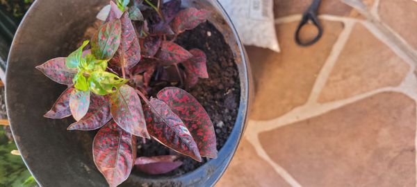 Identificação da planta Planta-pintada por foto