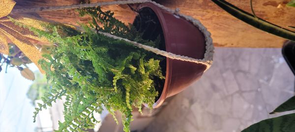 Identificação da planta Samambaia por foto
