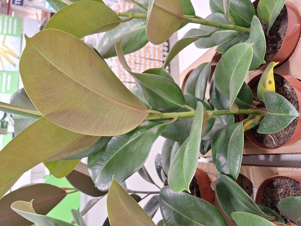 Identificação da planta Figueira-indiana por foto