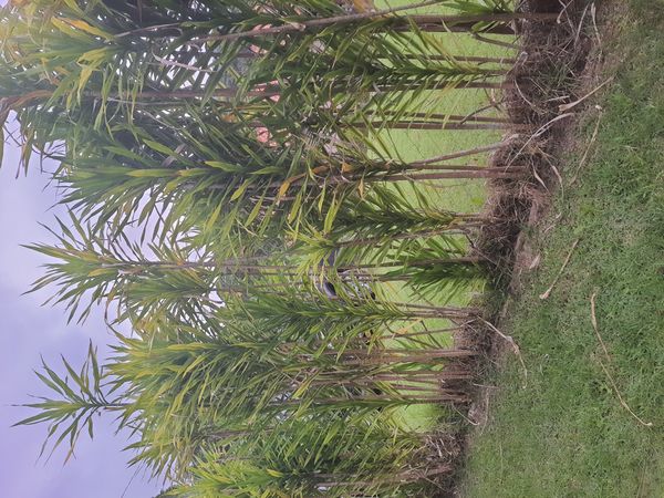 Identificação da planta Dracena Reflexa por foto