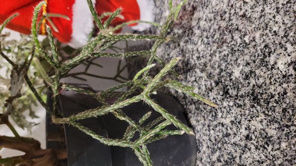 Identificação da planta Cacto-macarrão por foto