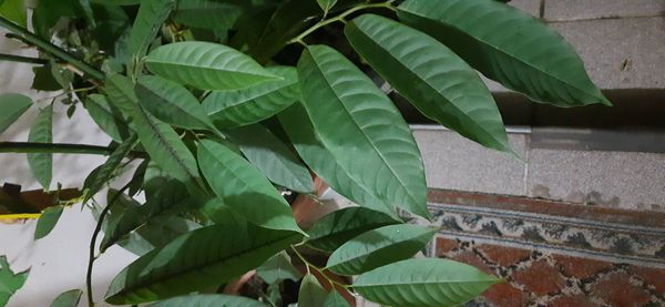 Identificação da planta Papagaio por foto