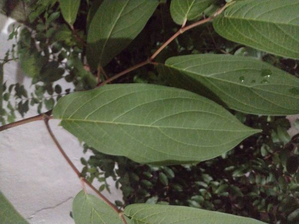 Identificação da planta Jaborandi-manso por foto