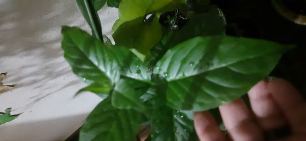 Identificação da planta Guiné por foto