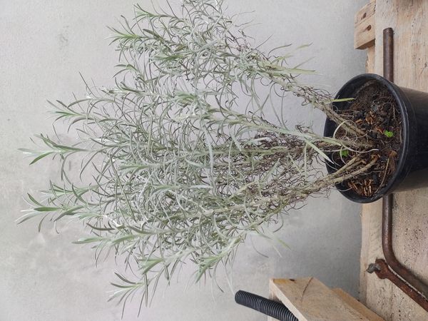 Identificação da planta Sempre-viva por foto