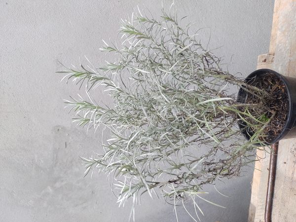 Identificação da planta Sempre-viva por foto