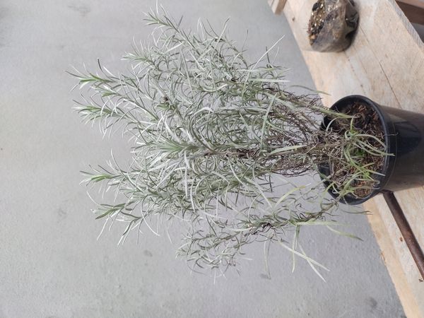 Identificação da planta Sempre-viva por foto