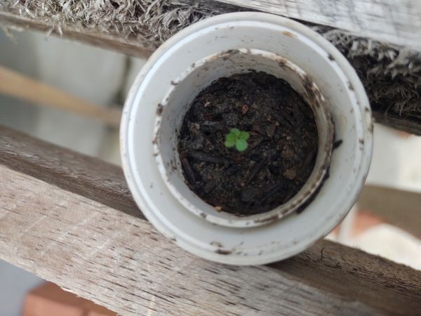 Identificação da planta Sálvia-do-nilo por foto